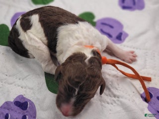 Labradoodle dogs Goji - Ad 5