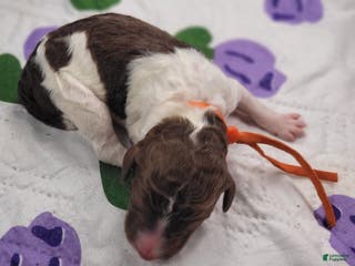 Labradoodle dogs Goji - Ad 10