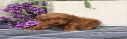Miniature Poodle dogs for sale: Tiny - Ad 3