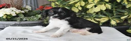 Cavalier King Charles Spaniel dogs for sale: Jesse - Ad 2