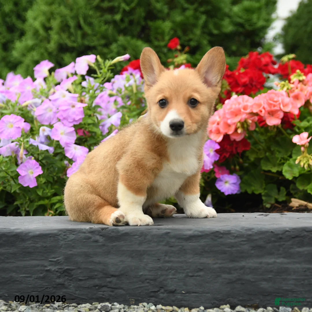 Welsh Corgi Pembroke dogs for sale: Pickles - Ad 1