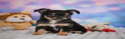 Chihuahua dogs for sale: Elvis - Ad 3