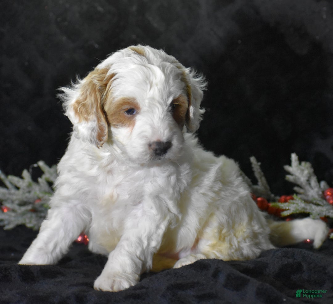 Mini Goldendoodle dogs for sale: Gordy - Ad 2