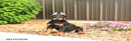 Doberman Pinscher dogs for sale: Denver - Ad 5