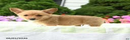 Welsh Corgi Pembroke dogs for sale: Lulu - Ad 3