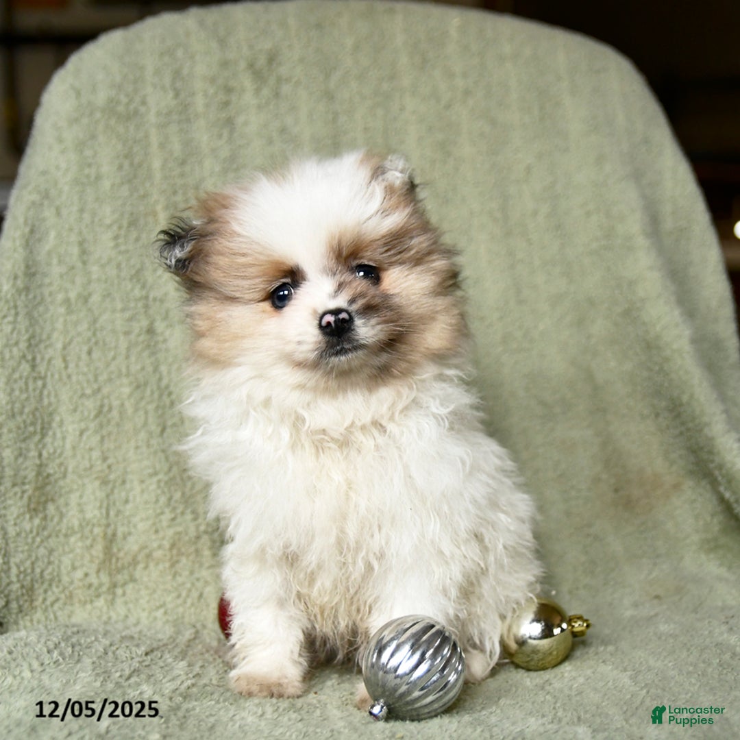 Pomeranian dogs for sale: Reggie - Ad 4