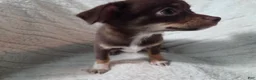 Chihuahua dogs for sale: Chihuahua 1 - Ad 3