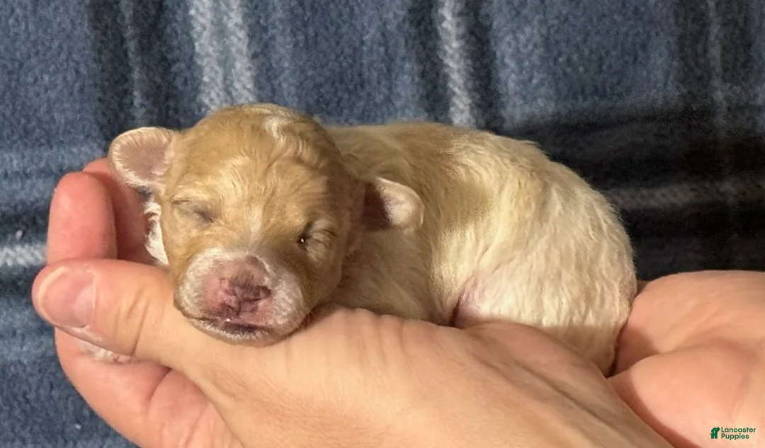 Maltipoo dogs for sale: Uno - Ad 1