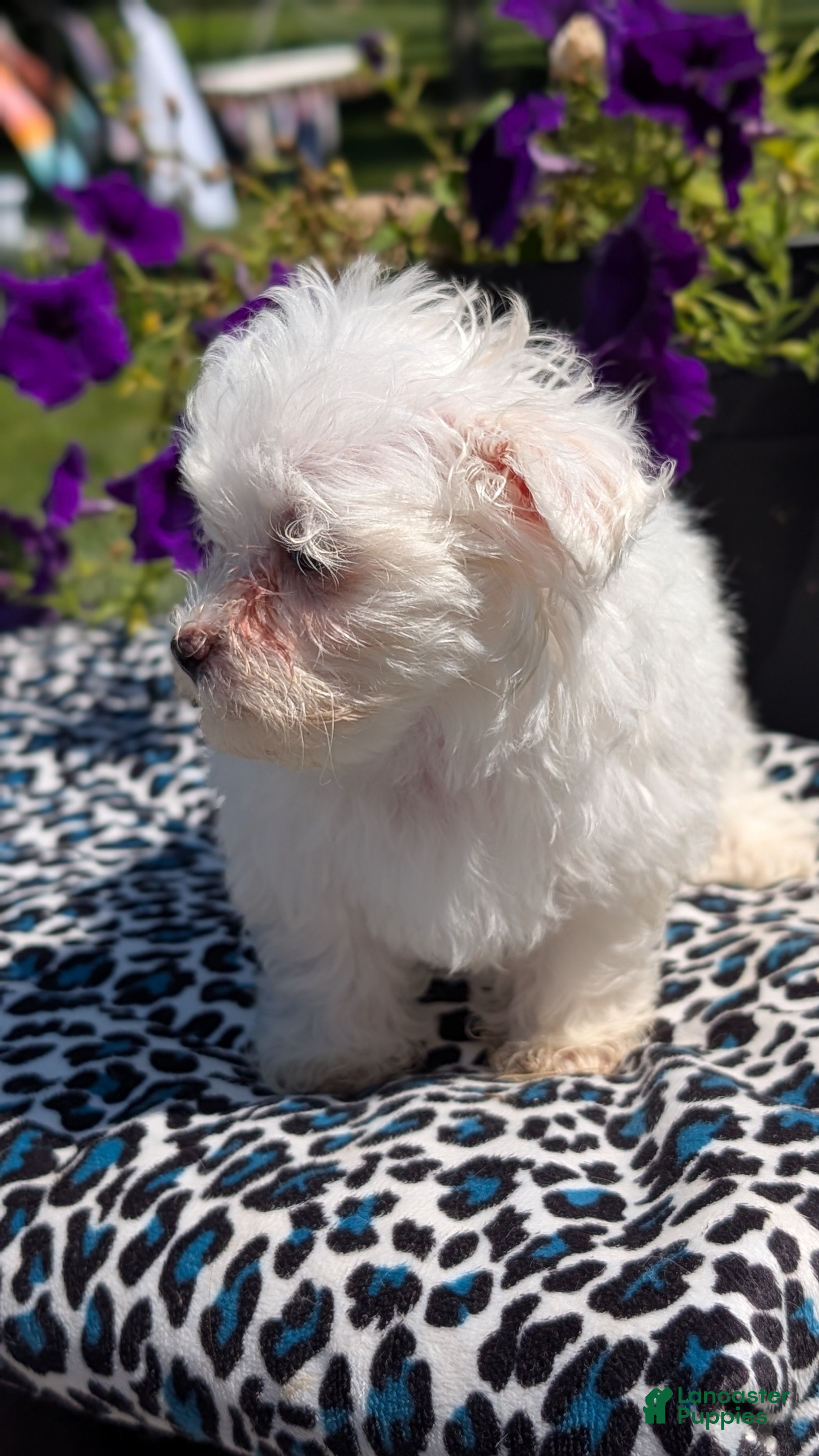 Maltese dogs Tulip - Ad 2