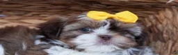 Shih Tzu dogs for sale: MICKEY - Ad 2