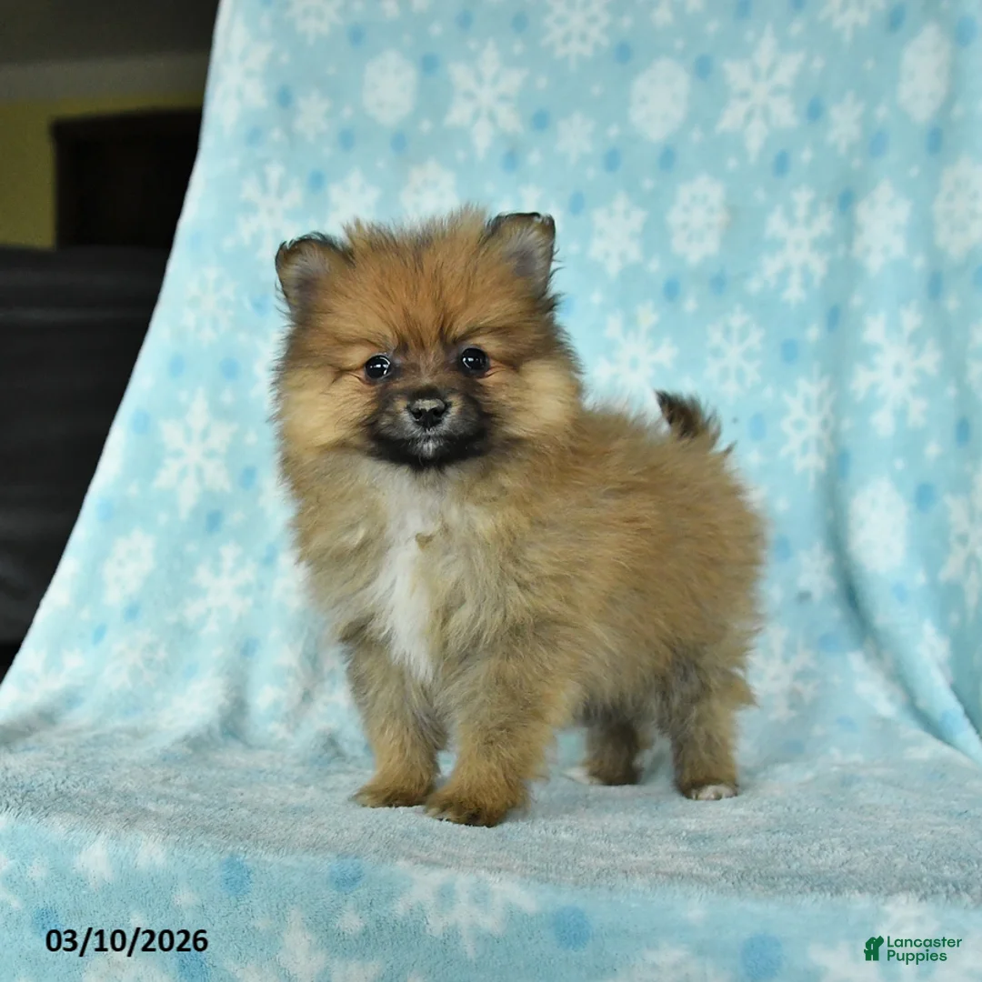 Pomeranian dogs for sale: Dozer - Ad 1