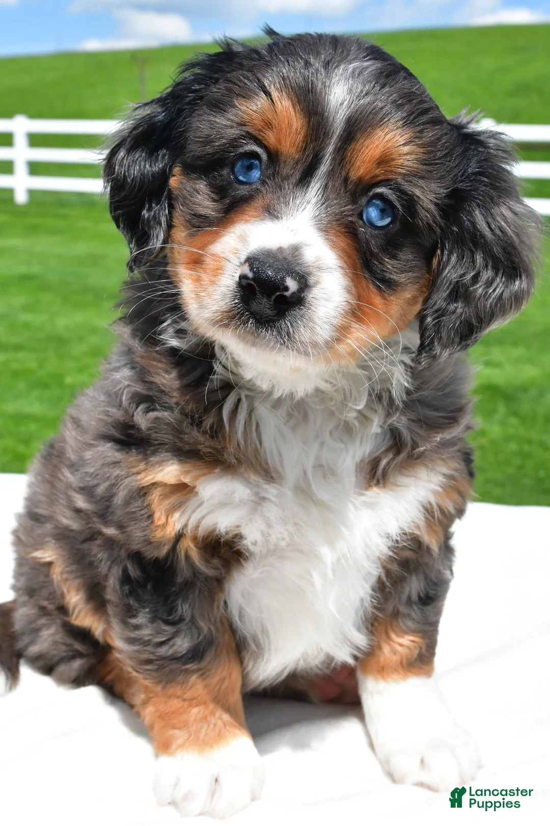 Mixed Breed dogs for sale: Lilly - Ad 1