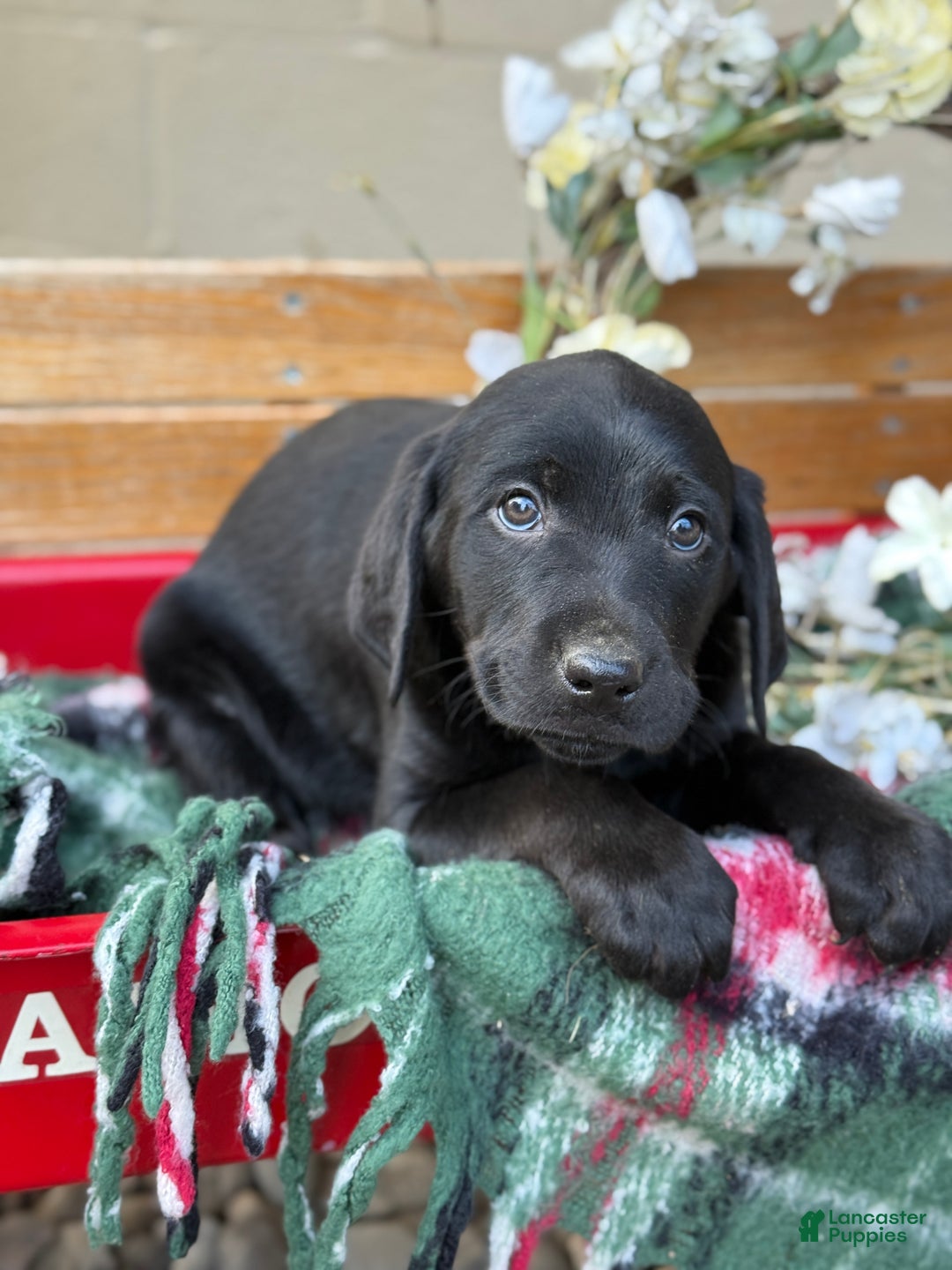 Mixed Breed dogs for sale: Rocky - Ad 8