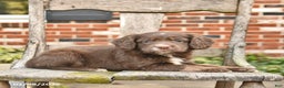 Mixed Breed dogs for sale: Hazel  - Ad 2