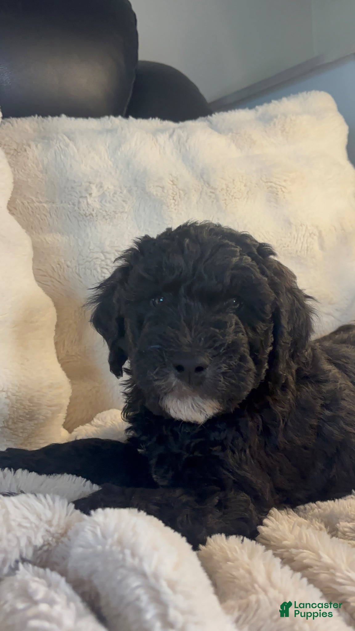 Double Doodle dogs Double Doodle Puppy 4 - Ad 6