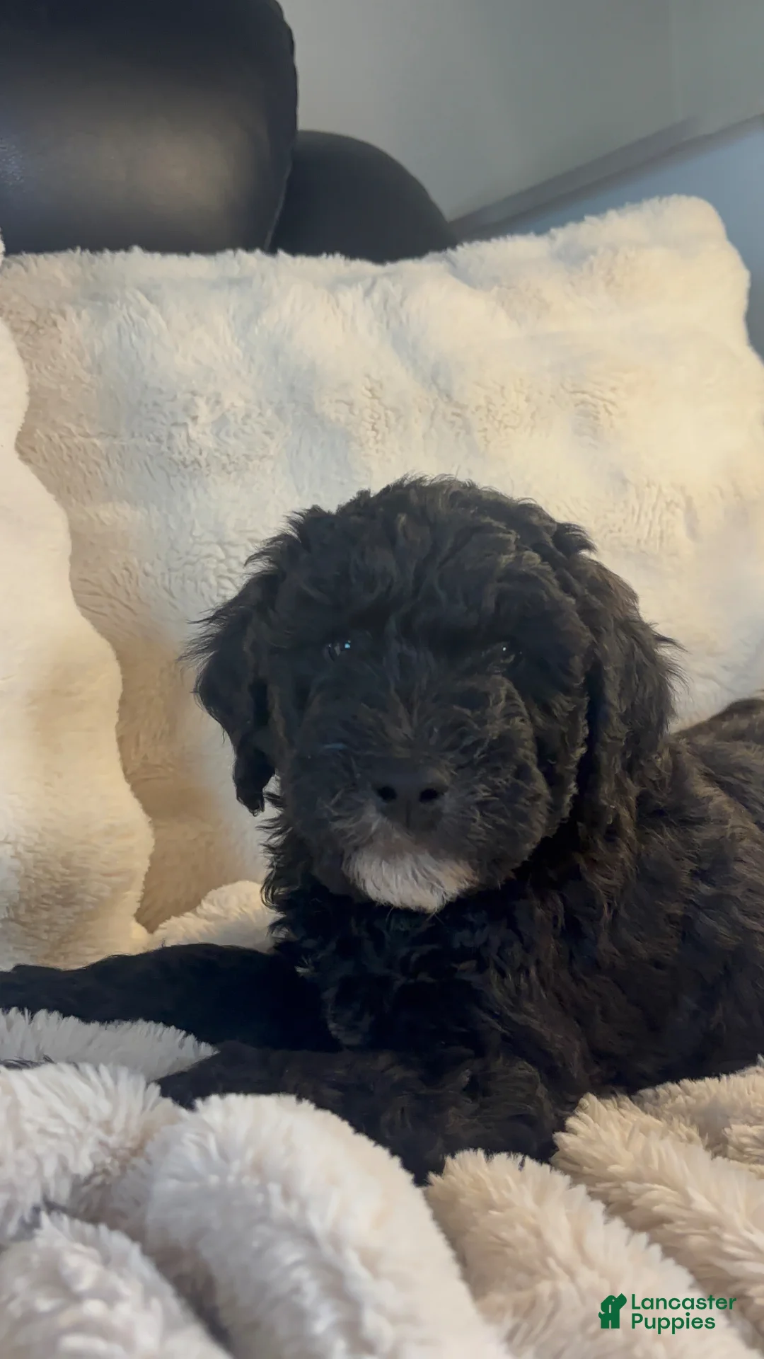 Double Doodle dogs for sale: Double Doodle Puppy 4 - Ad 1