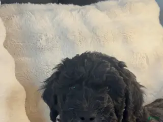 Double Doodle dogs Double Doodle Puppy 4 - Ad 6