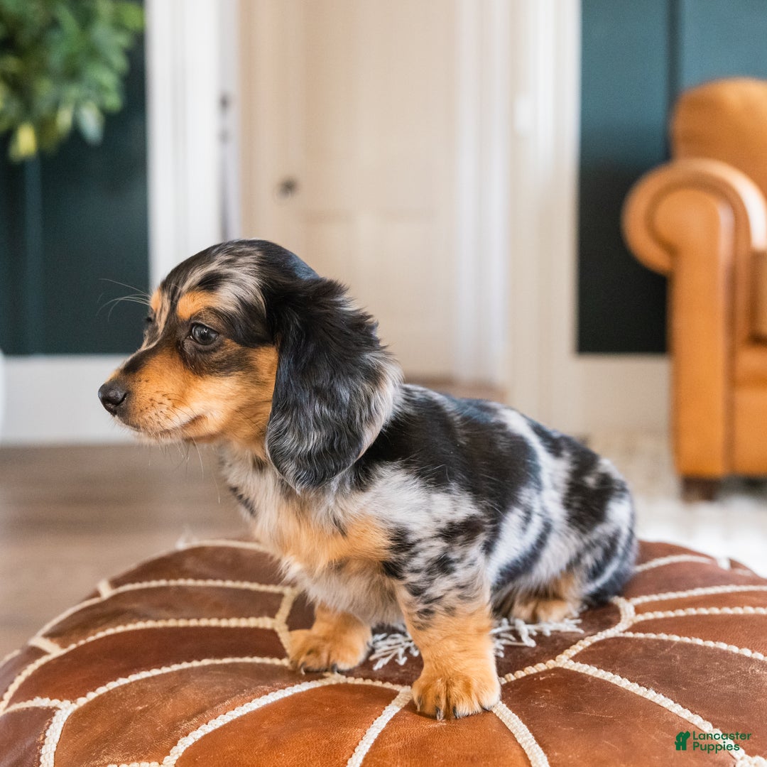 Dachshund dogs for sale: Dash - CHRISTMAS PUPPY! - Ad 15
