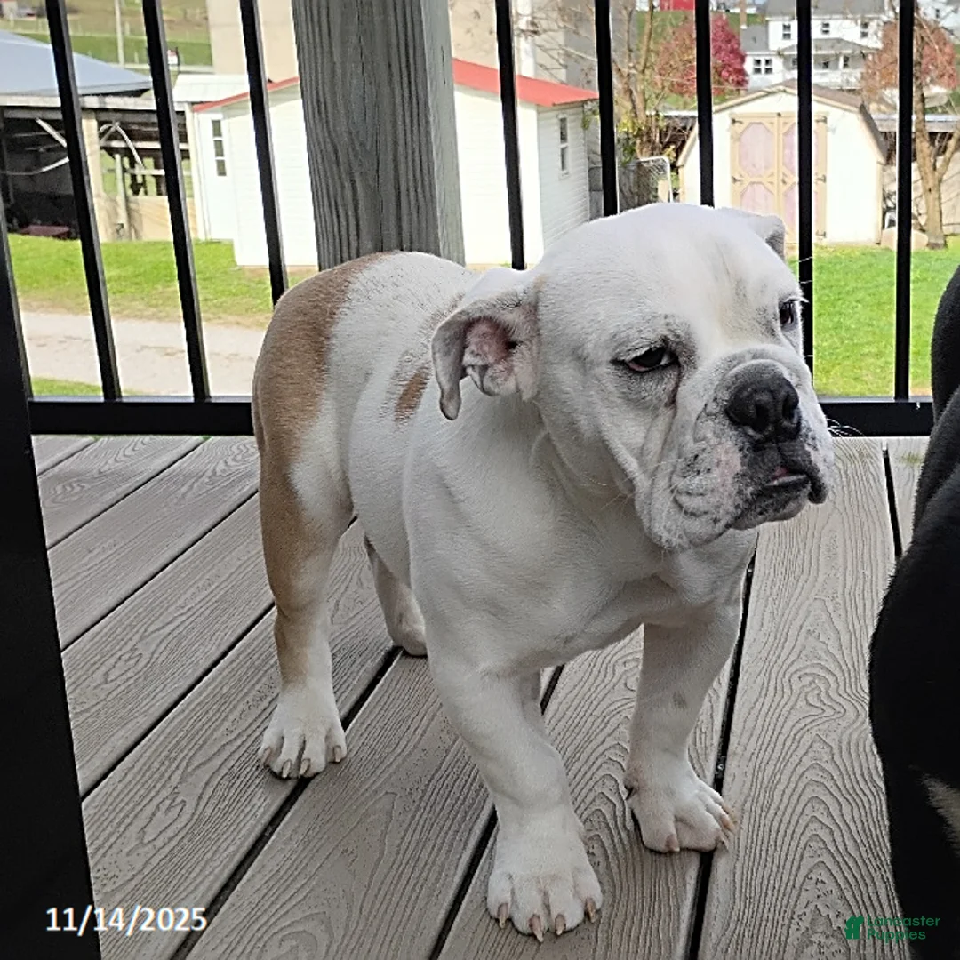 English Bulldog dogs for sale: Rover - Ad 8