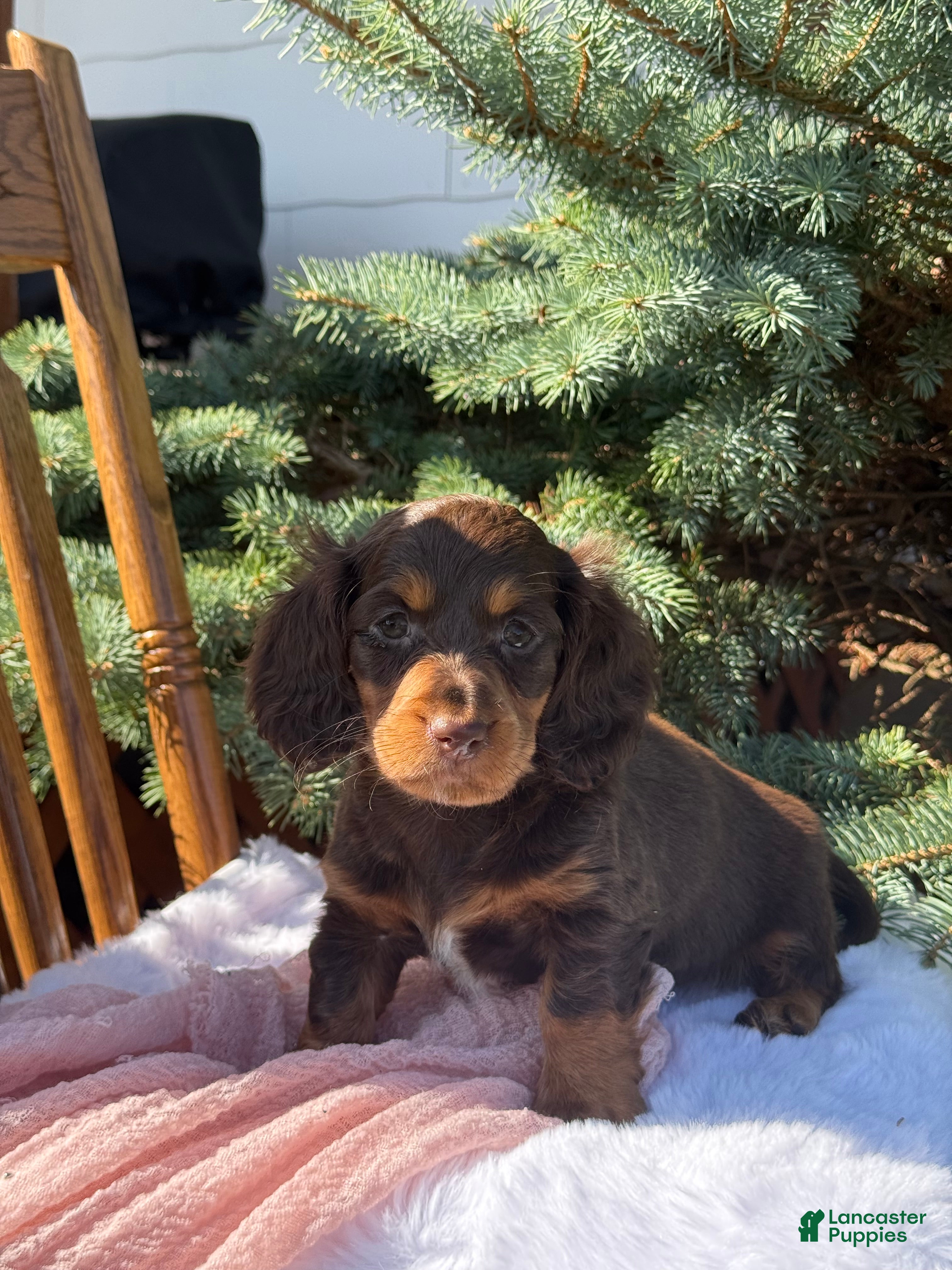 Miniature Dachshund dogs Gracie  - Ad 2