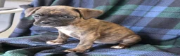 Boxer dogs for sale: Julie  - Ad 3