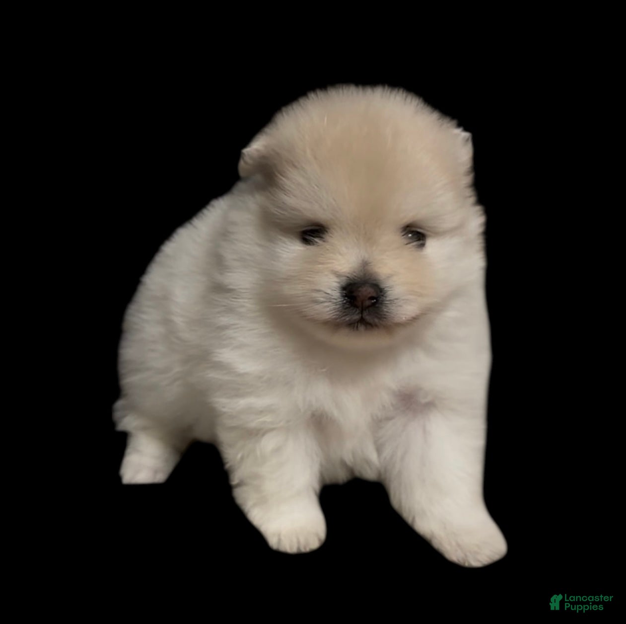 Pomeranian dogs Sugar  - Ad 3