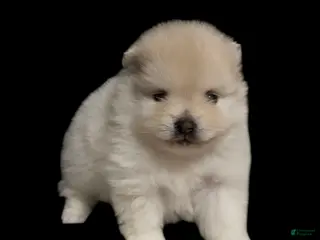 Pomeranian dogs Sugar - Ad 15