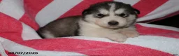 Alaskan Malamute dogs for sale: Bailey - Ad 2