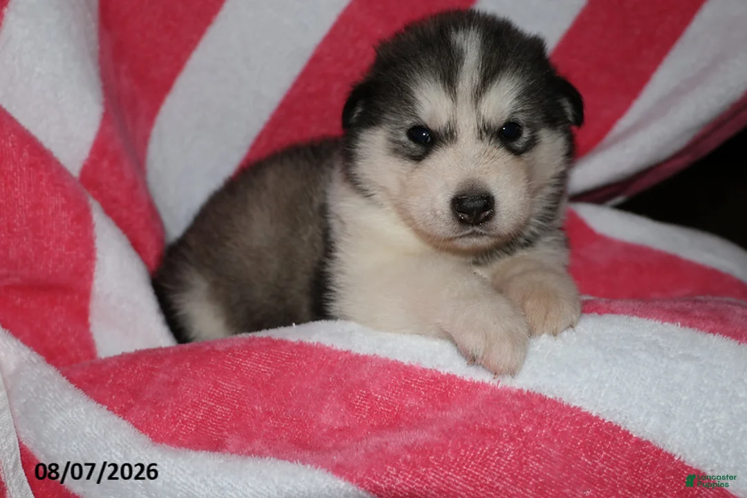 Alaskan Malamute dogs for sale: Bailey - Ad 2