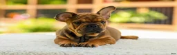 French Bulldog dogs for sale: Olivia – Fawn Brindle - Ad 4