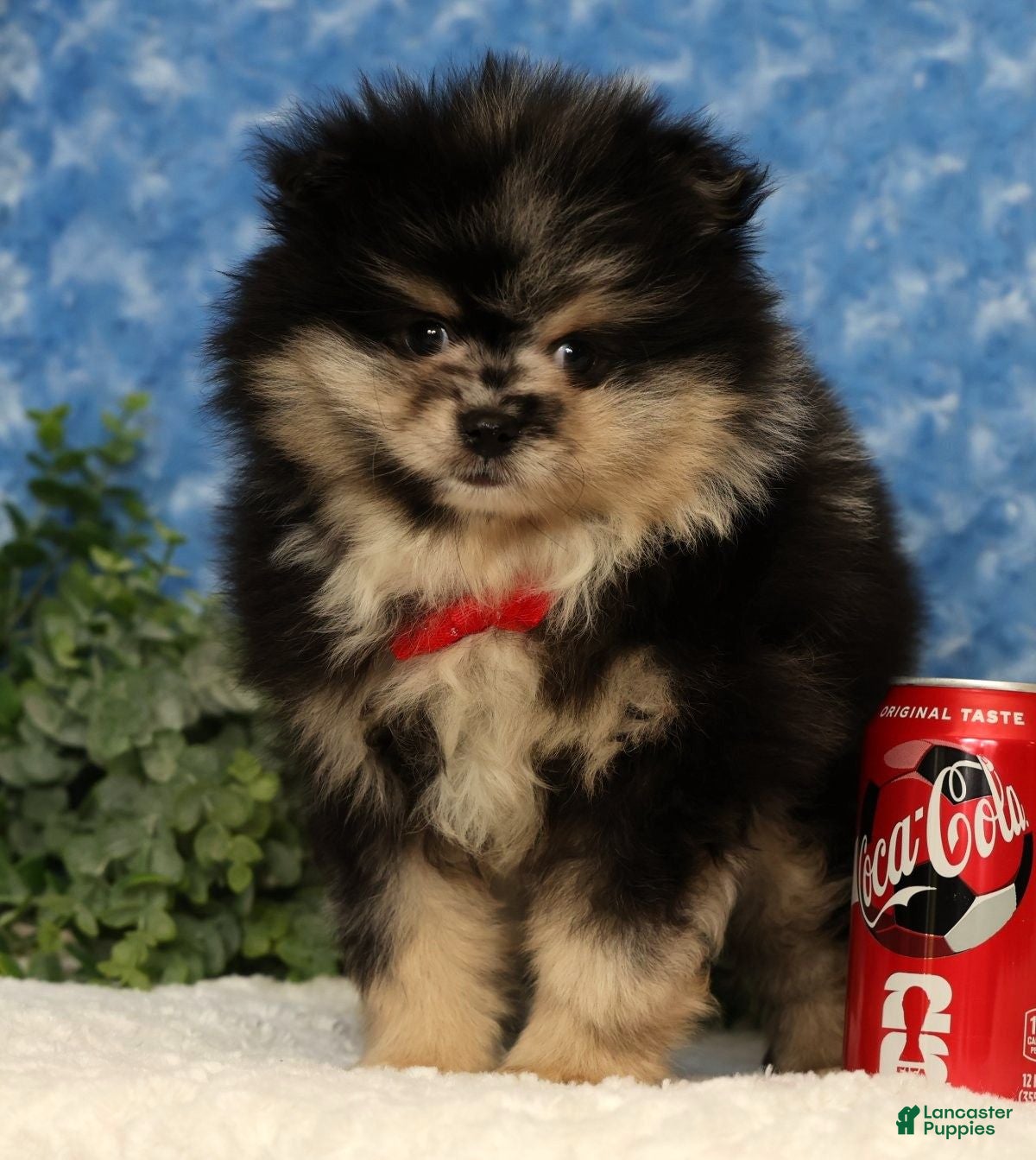Pomeranian dogs for sale: Sonny - Ad 5