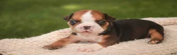 English Bulldog dogs for sale: Rita English Bulldog  - Ad 1