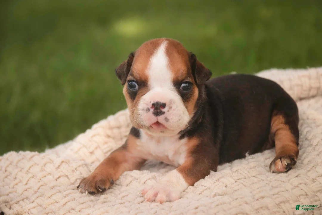 English Bulldog dogs for sale: Rita English Bulldog  - Ad 1
