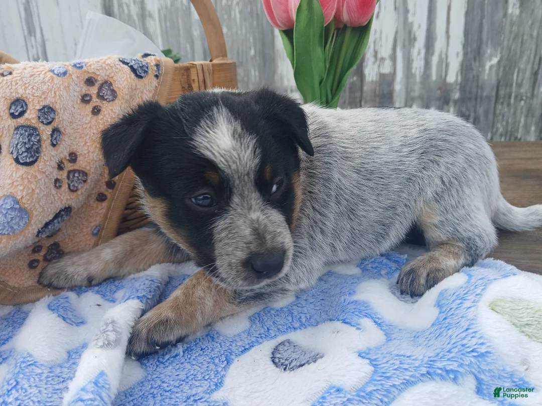Australian Cattle Dog dogs for sale: Australian Cattle Dog Puppy 1 Whistle - Ad 2