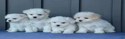 Maltese dogs for sale: OLENNA - Ad 20
