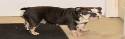 Mixed Breed dogs for sale: Billy  - Ad 4