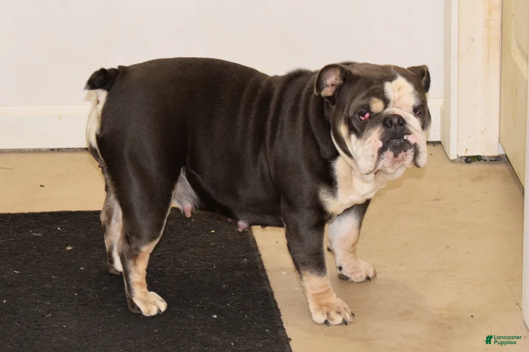 Mixed Breed dogs for sale: Billy  - Ad 4