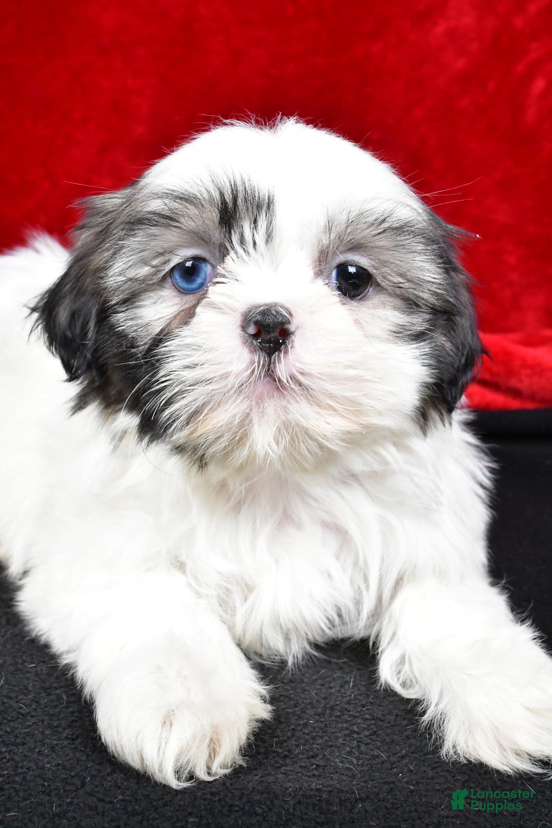 Shih Tzu dogs for sale: Debby - Ad 7