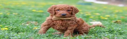 Goldendoodle dogs for sale: Russell - Ad 1
