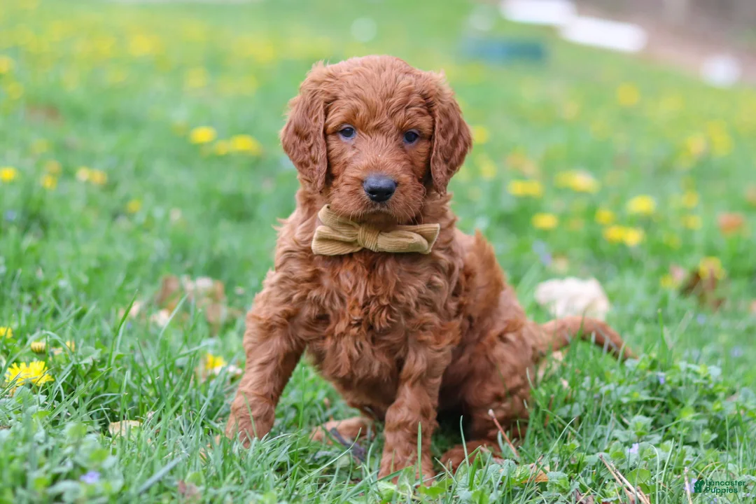 Goldendoodle dogs for sale: Russell - Ad 1