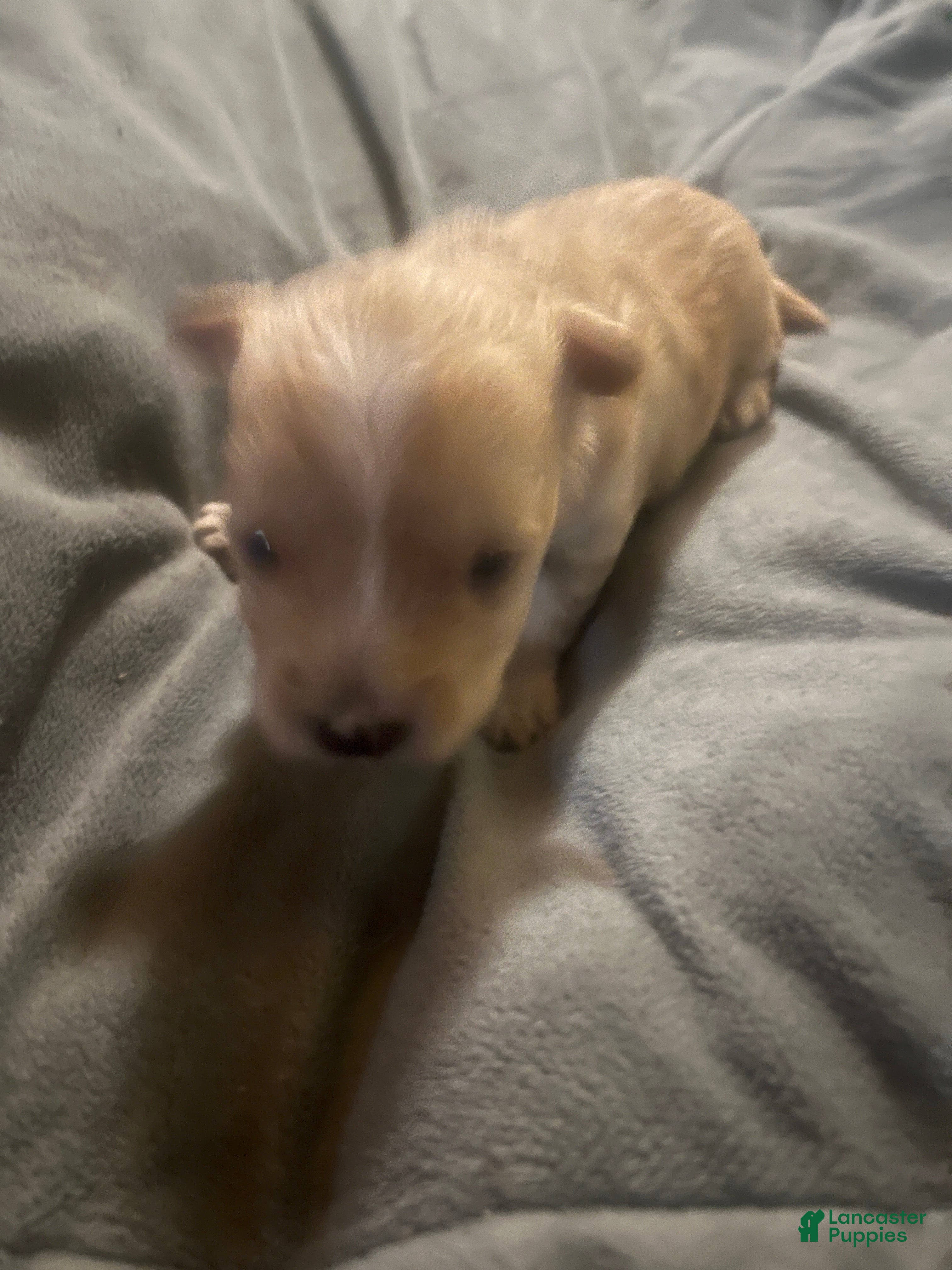 Yorkshire Terrier dogs Yorkshire Terrier 4 - Ad 36
