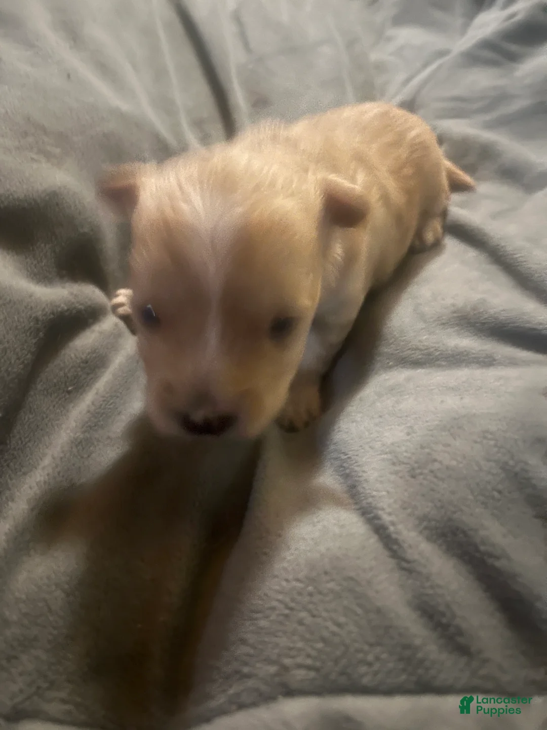 Yorkshire Terrier dogs for sale: Yorkshire Terrier 4 - Ad 1