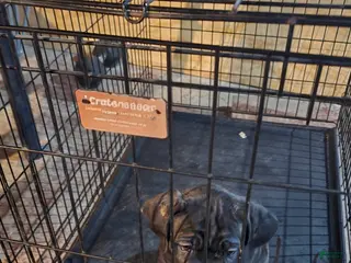 Cane Corso dogs Cane Corso Puppy 2 - Ad 16