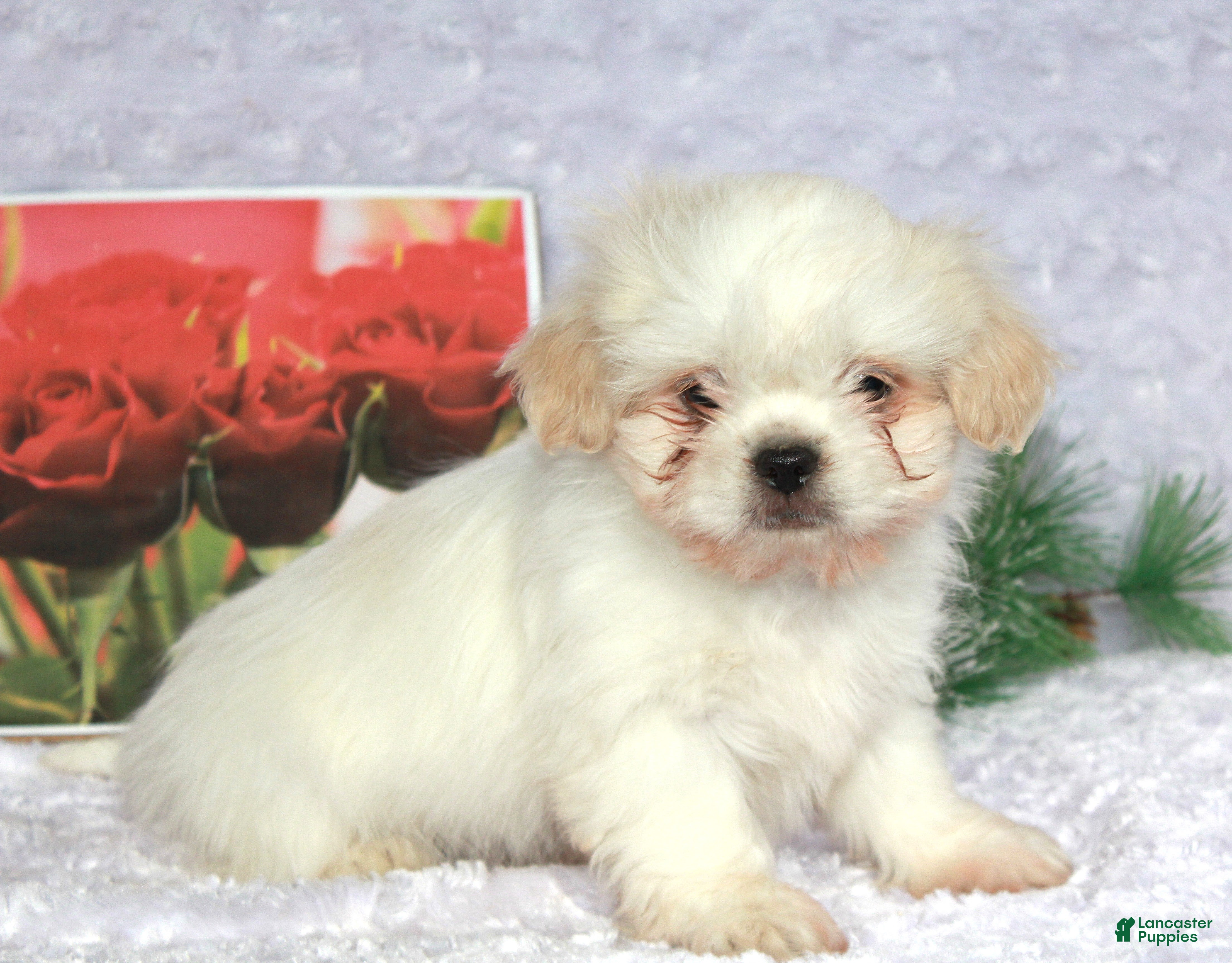 Shih Tzu dogs Karter - Ad 1
