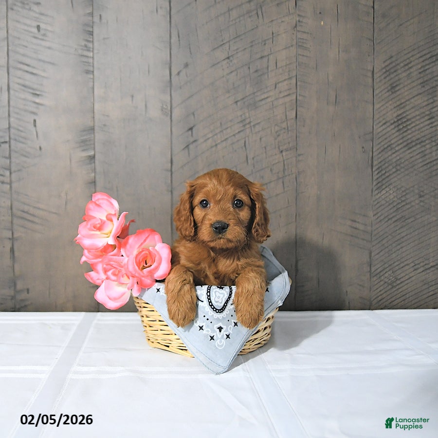 Cavapoo dogs Freya - Ad 16