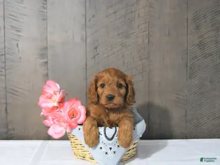 Cavapoo dogs Freya - Ad 12