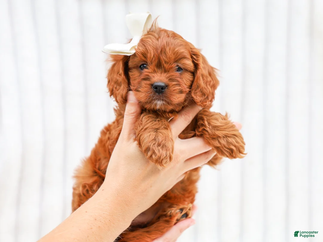 Cavapoo dogs for sale: Reba Cavapoo 3 - Ad 5