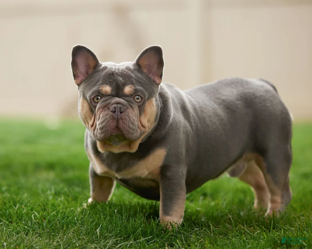 French Bulldog dogs for sale: Benji - Ad 8