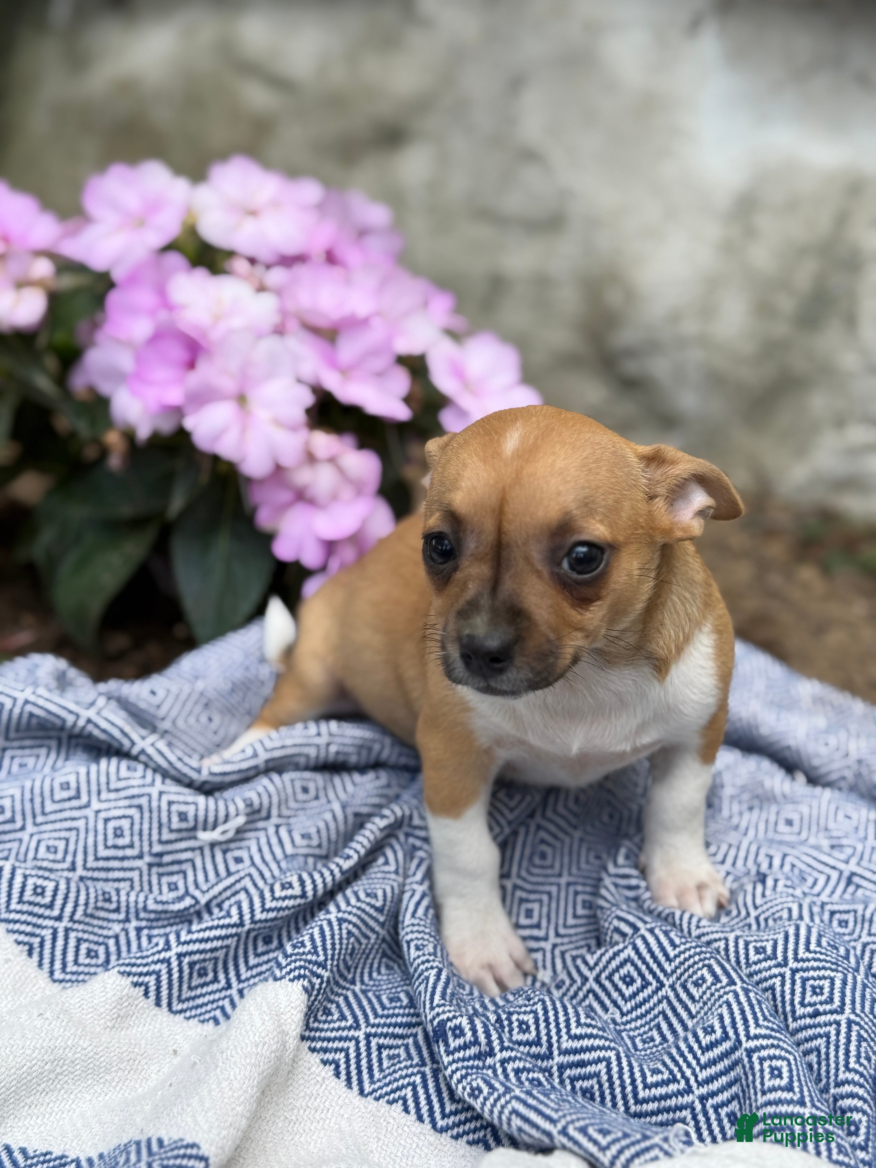 Chihuahua dogs Pam - Ad 1