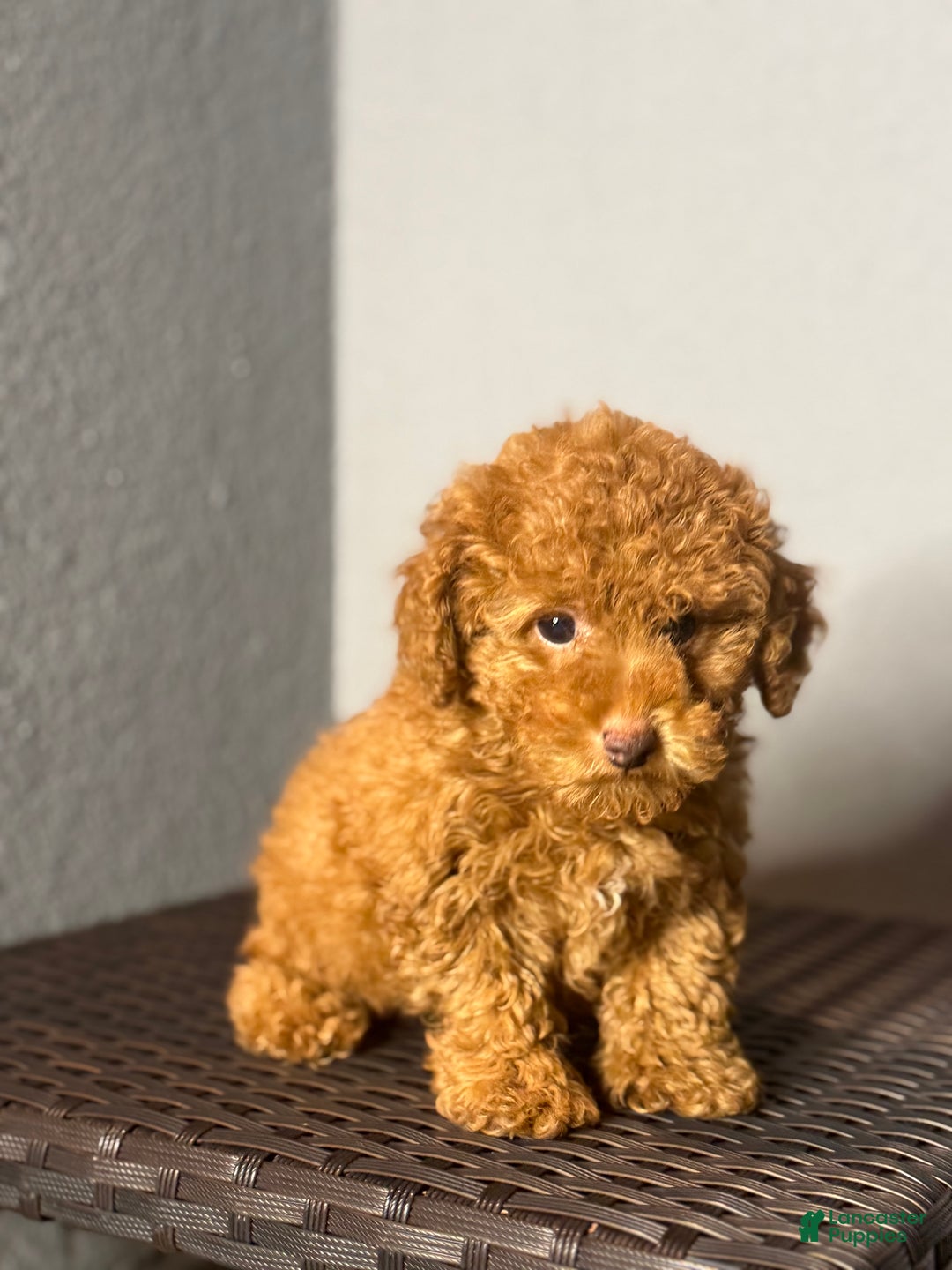 Toy Poodle dogs for sale: Toy Poodle Puppy 1 - Ad 2